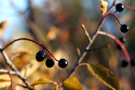 Last Chance, Choke Cherries