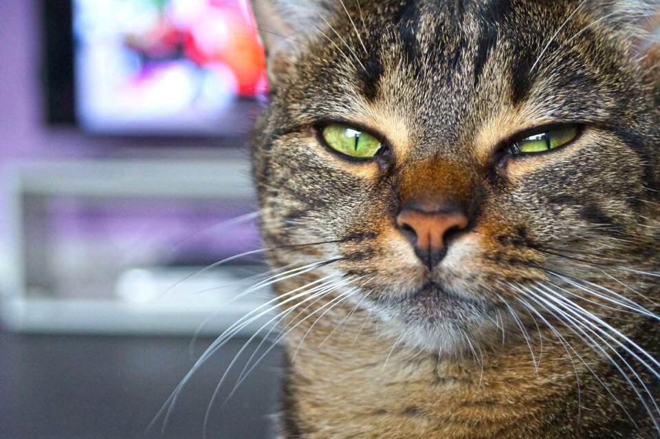 Pet domestic cat sweet