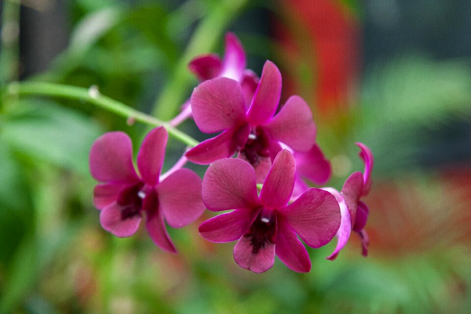 Orchid flower nature