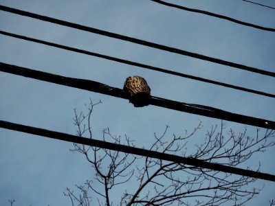 Log on a Wire (?) photo