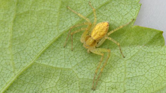 Philodromus rufus/albidus 1