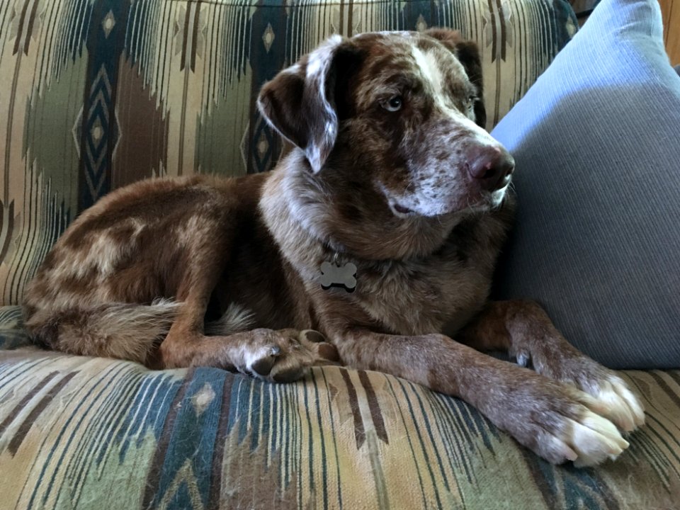 King of the Couch