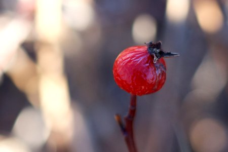 One Rose Hip to Rule Some of them All photo