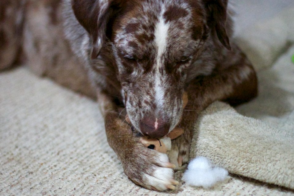Literally Chewing the Stuffing Out