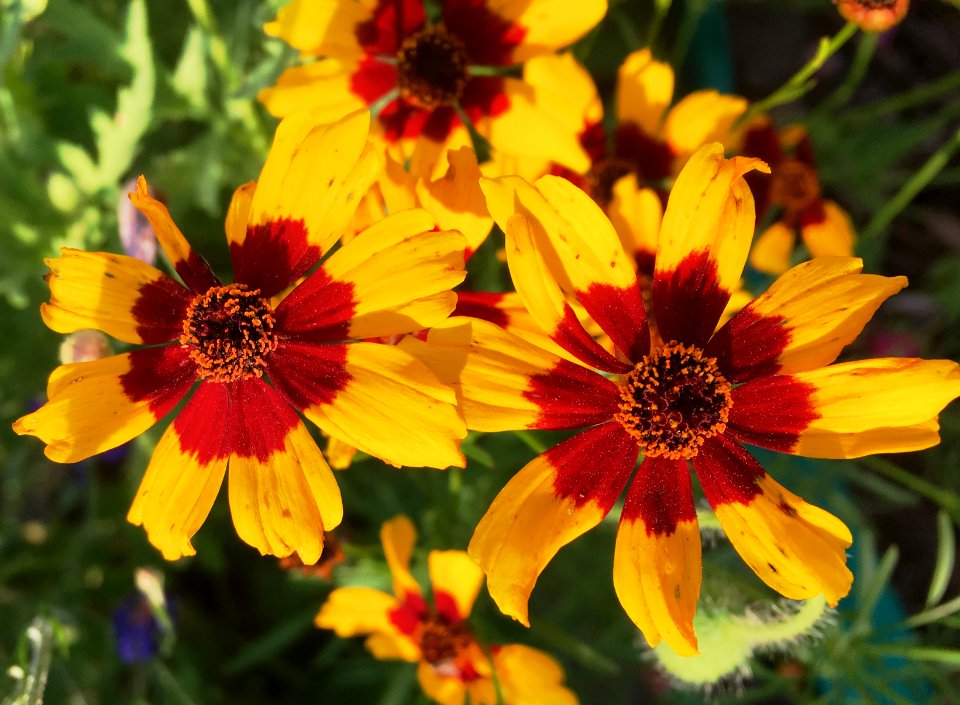 Flower Eyes