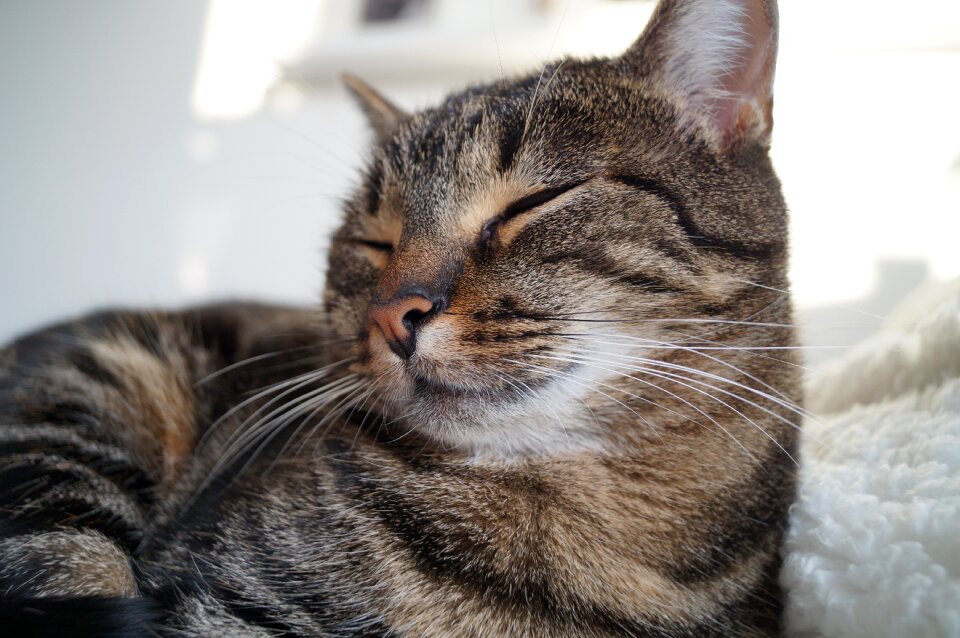 Pet domestic cat sweet