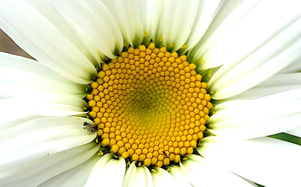 2020/366/194 Daisy Core