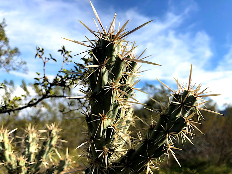The Ever Friendly Staghorn Cholla Cactus