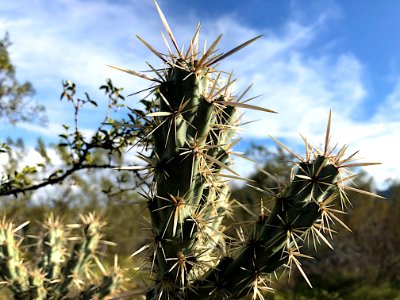 The Ever Friendly Staghorn Cholla Cactus