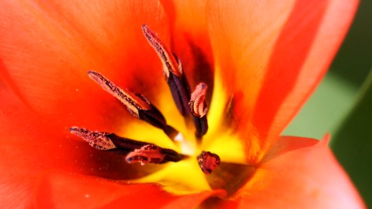 Staubgefäße einer rotgelben Tulpe