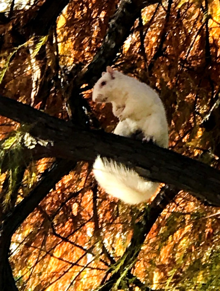 20181127-OC-LSC- 0001 - Albino Squirrel