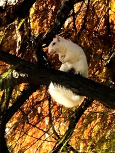 20181127-OC-LSC- 0001 - Albino Squirrel photo