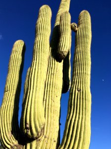 Large Cactus, Moon for Scale