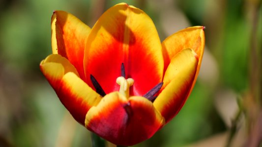 Gelb-rote Tulpenblüte