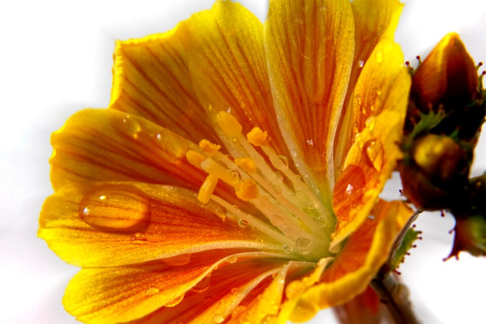 Rain drip macro photo