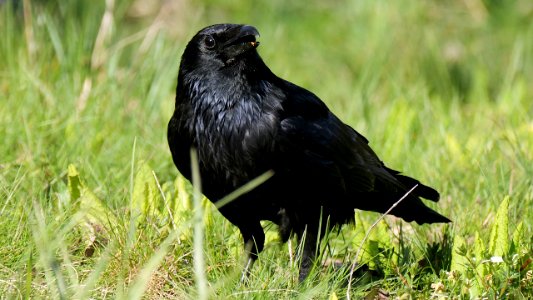 Rabenkrähe (Corvus corone corone) bei der Futtersuche 1