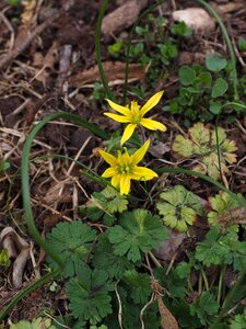 Spring gagea lutea ordinary yellow star