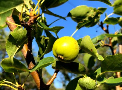 2020/366/214 Pear Time!