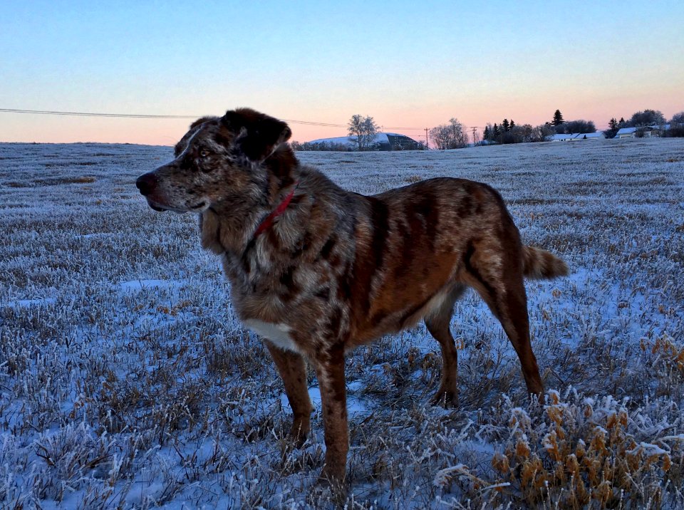 Felix of the Prairie