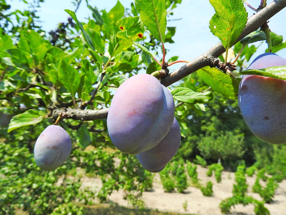 Fruit real zwetschke windfall