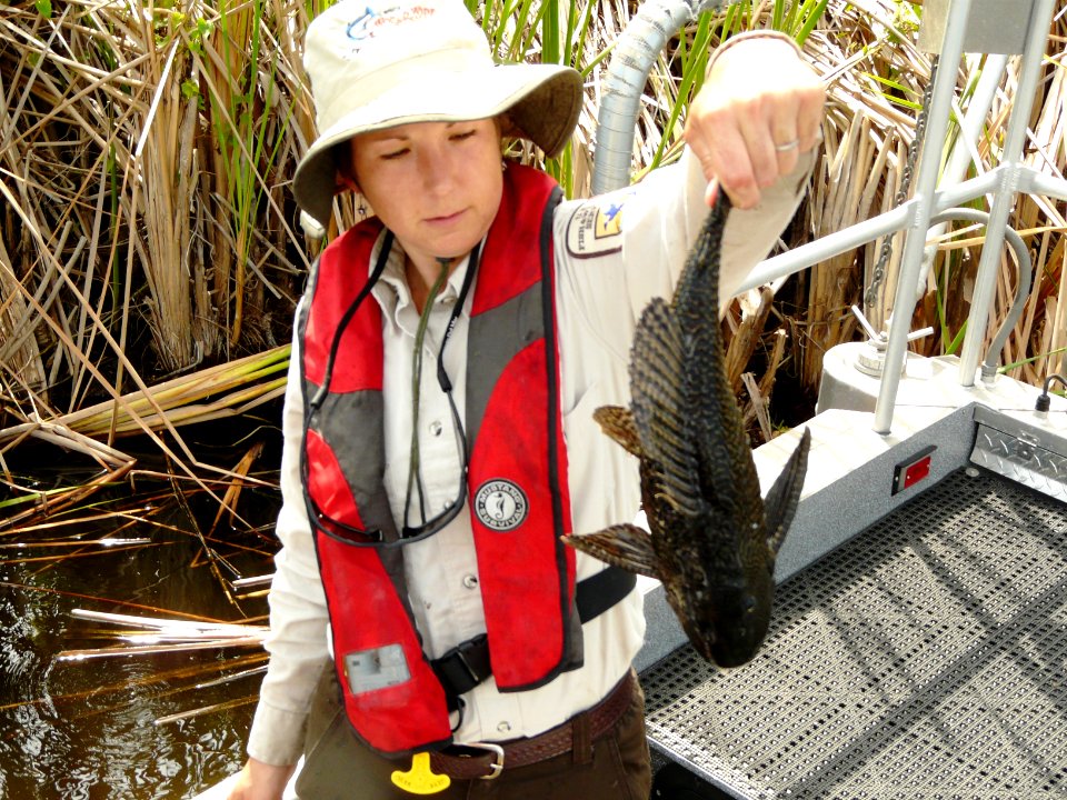 Marcie Kapsch from Loxahatchee NWR holding the exotic sailfin catfish (FL)