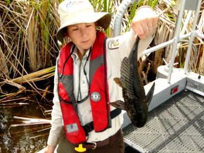 Marcie Kapsch from Loxahatchee NWR holding the exotic sailfin catfish (FL) photo