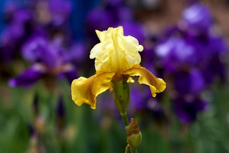 2017/365/128 Yellow Iris Leader