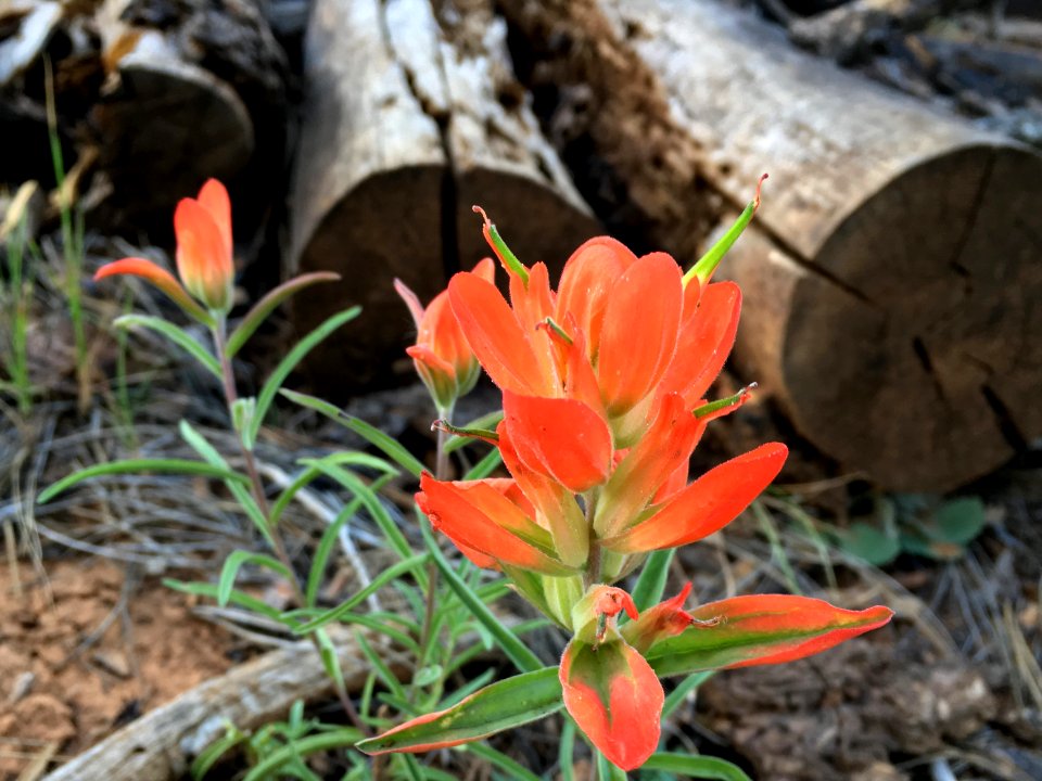 One More Color Burst of Indian Paintbrush