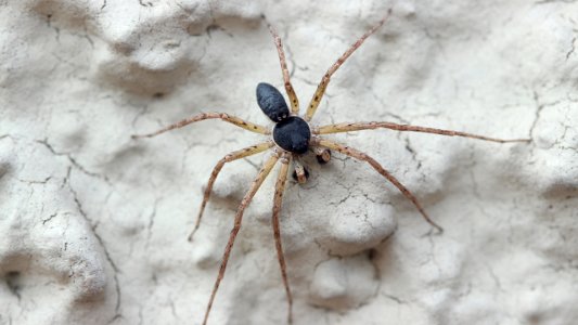 Philodromus dispar