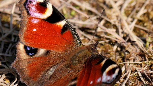 Inachis io (Tagpfauenauge) 1