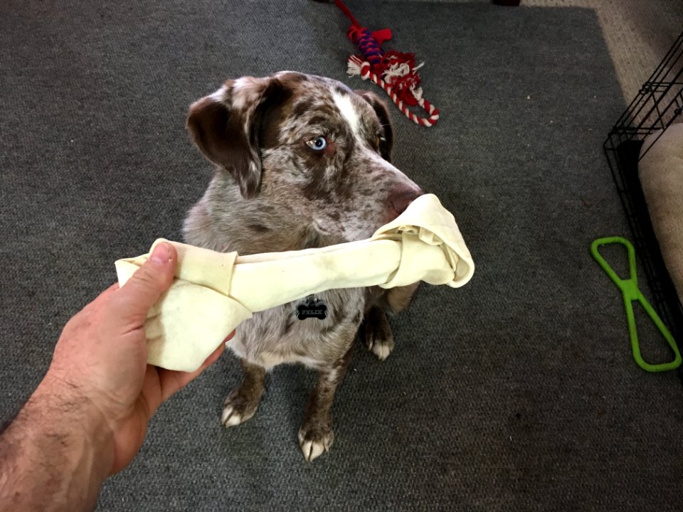 Yes, I Would Like a Bone