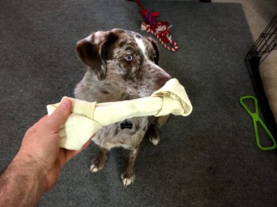 Yes, I Would Like a Bone