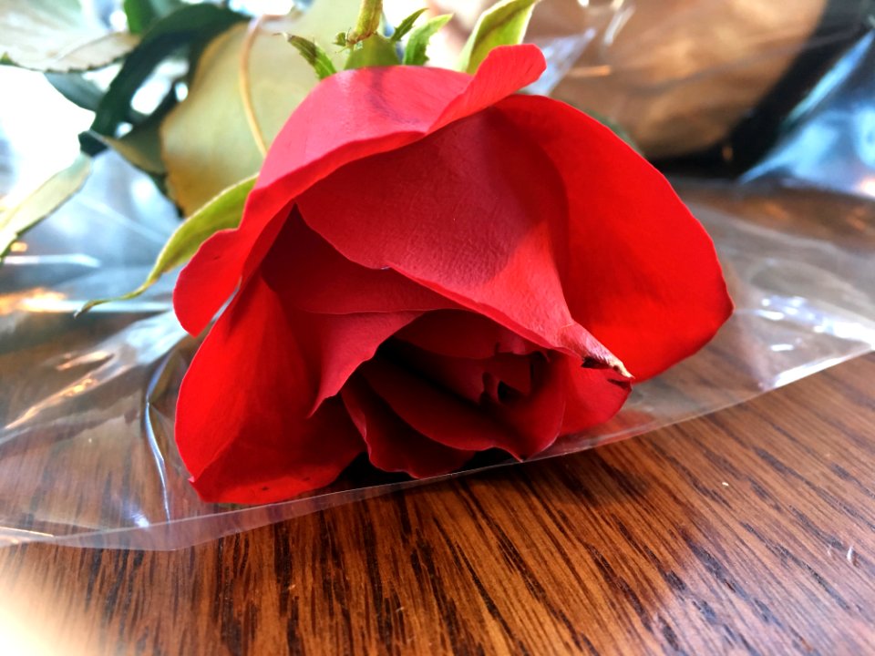 Spontaneous Rose Happening