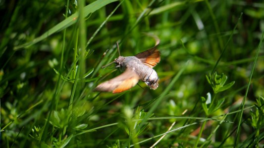 Macroglossum stellatarum (Taubenschwänzchen)