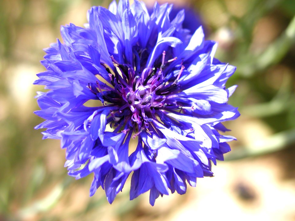 Spring Flowers From Strawberry