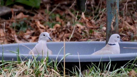 Taube mit Migrationshintergrund  (Streptopelia decaocto) 4