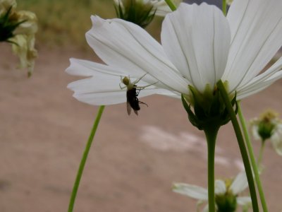 Cosmos & spider, fly