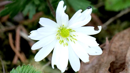 Balkan-Windröschen (Anemone blanda) 2
