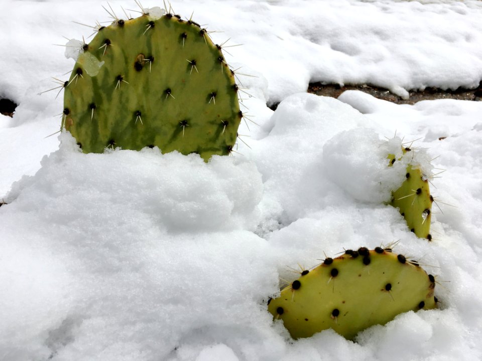 Prickly in the Snow