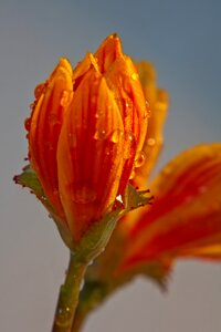 Water rain drip photo