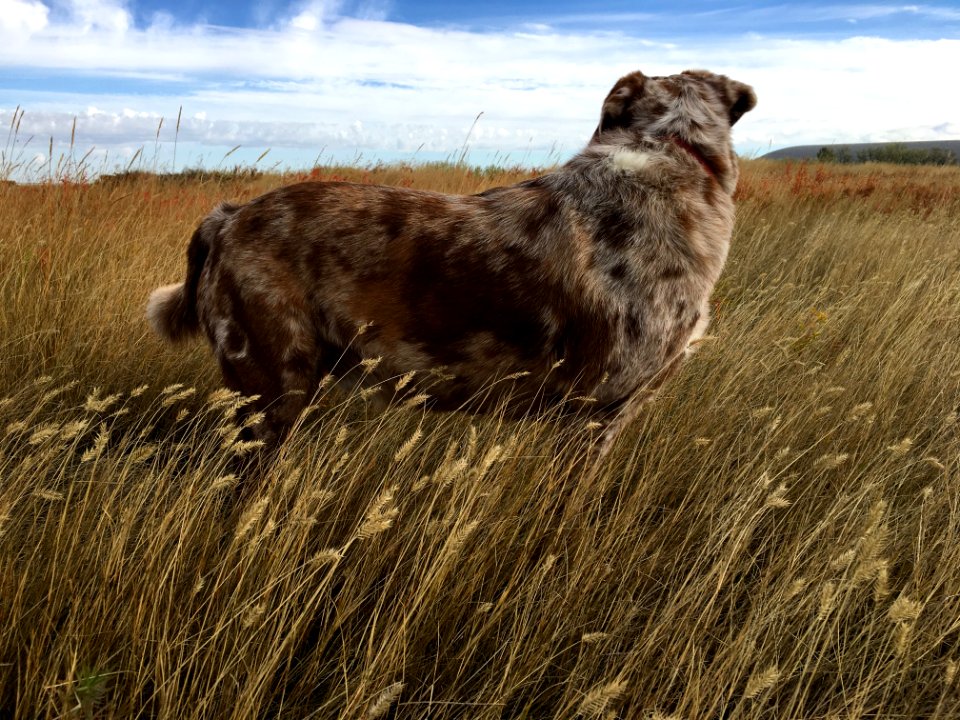 Felix of the Prairie