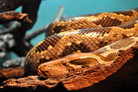 Dangerous brno czech republic snake