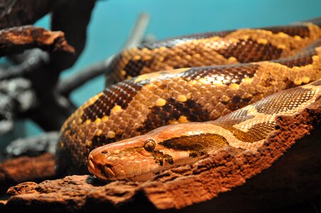 Dangerous brno czech republic snake photo