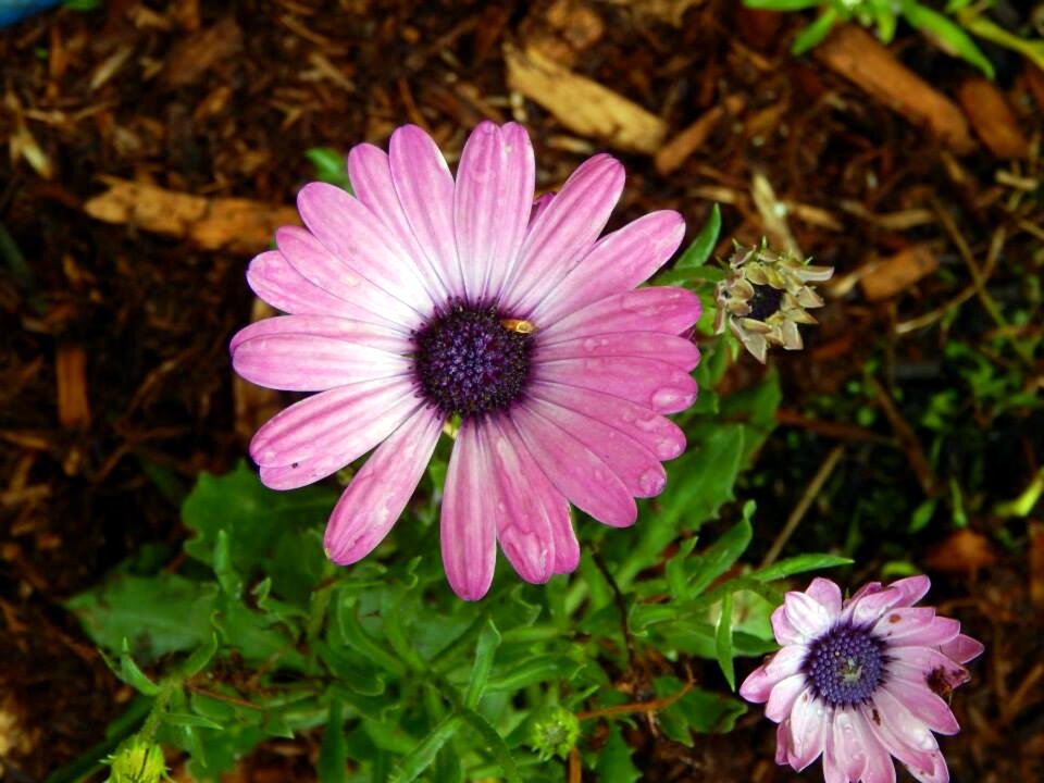 Floral spring natural