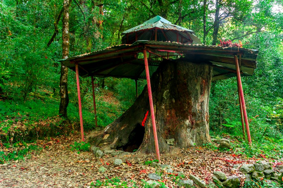 Tree cave