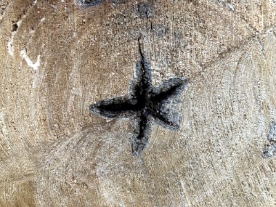 Wood Star photo