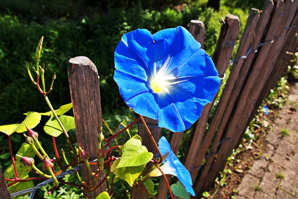 Nature garden plant