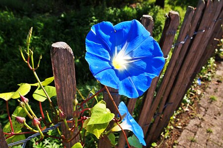 Nature garden plant