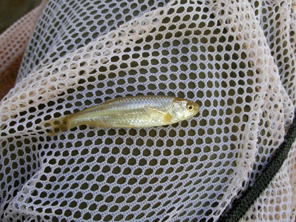 Pecos Bluntnose Shiner