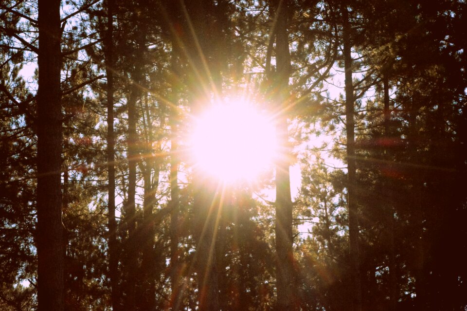 Sun rays sun sunlight